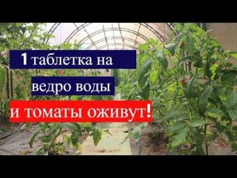 ЭТА ПОДКОРМКА ТВОРИТ ЧУДЕСА! Томаты расправляются прямо на глазах!