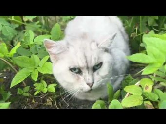 Лето в нашем доме . Жизнь в деревне