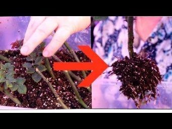 Я ОБАЛДЕЛА! 100% РЕЗУЛЬТАТ!  ЛУЧШИЙ способ УКОРЕНЕНИЯ черенков РОЗЫ.