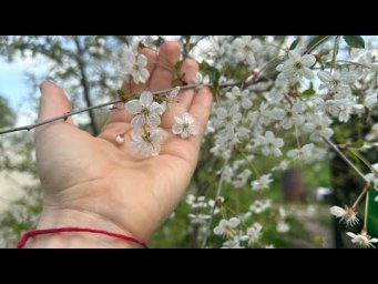 Цветы которые ты любишь