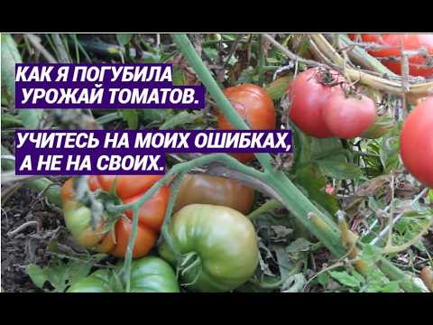 Как я погубила урожай томатов. Учитесь на моих ошибках, а не на своих. Как я погубила урожай томатов. Учитесь на моих ошибках, а не на своих.