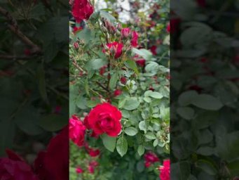 #flowers Nature, Peace, and Village Life