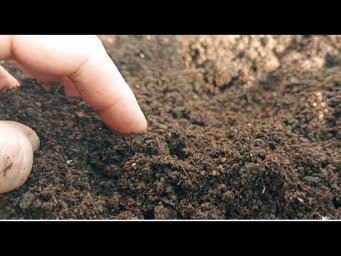 В ТАКОЙ ЗЕМЛЕ ВСЕ ПРЕТ КАК НА ДРОЖЖАХ. КАК СДЕЛАТЬ ВКУСНЫЕ ГРЯДКИ ДАЖЕ ИЗ СУГЛИНКА.