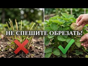 КЛУБНИКА ПОСЛЕ СБОРА ЯГОД! Моя секретная система ухода для урожая будущего года.