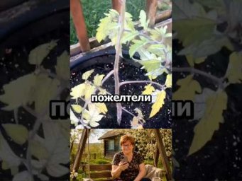 Обязательная подкормка томатов после высадки #огород #дача #сад #урожай #советыдачникам