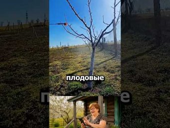 Достаточно одной обработки осенью и сад будет здоровый весь сезон #сад #дача #вредители #огород