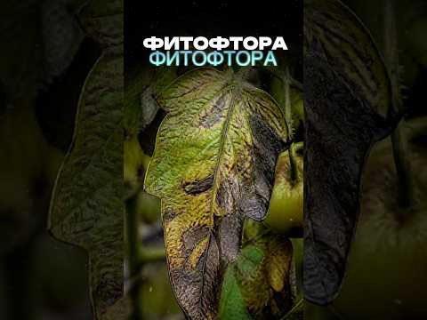 Фитофтора пропадет навсегда #огород #дача #сад #урожай #советыдачникам #shorts