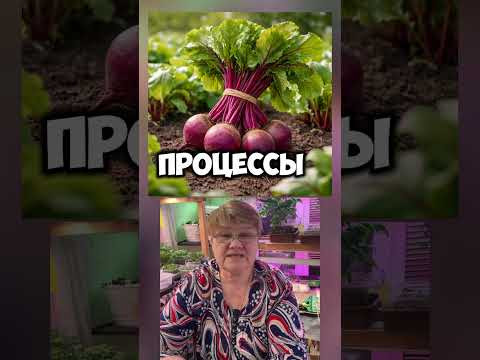 Польза свеклы , для организма #лайфхак #shorts