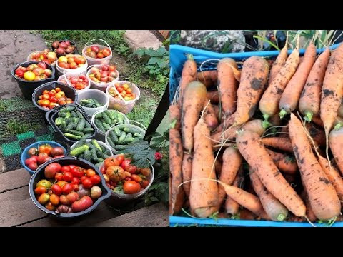 Это спасло мой урожай! Погреб ломится от овощей после такого урожайного года. Это спасло мой урожай! Погреб ломится от овощей после такого урожайного года.