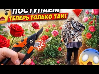 ПОСТУПАЕМ С РОЗАМИ ТЕПЕРЬ ТОЛЬКО ТАК!  Весенняя обрезка, которая реально работает