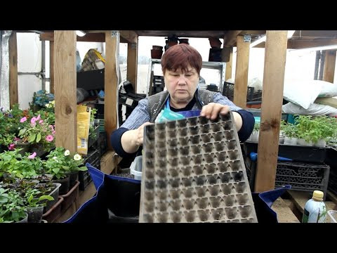 Капуста всходит ковром при таком посеве. И пикировать не надо. Капуста всходит ковром при таком посеве. И пикировать не надо.