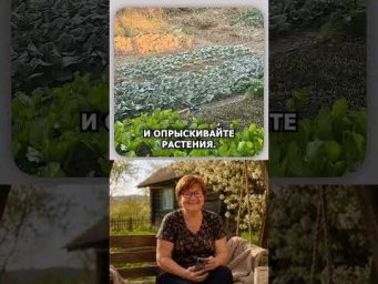 Пищевая сода, простой и доступный помощник в огороде#сад #огород #сода #урожай #shorts
