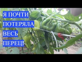 Почти ПОТЕРЯЛА урожай ПЕРЦА, и вот ЧТО меня СПАСЛО!
