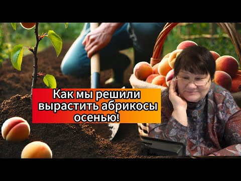 Абрикосы в теплице: миф или реальность?