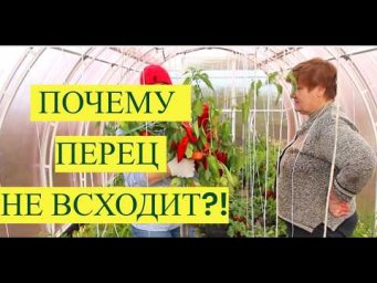 ПОЧЕМУ ПЕРЕЦ НЕ ВСХОДИТ? Не повторяйте моих ошибок! Простая подготовка семян для 100% всхожести.