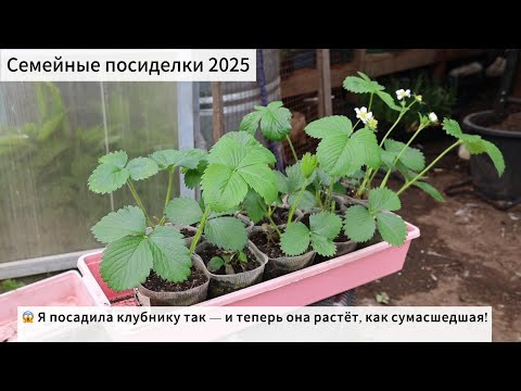 Вот почему ваша клубника не растёт! Исправьте это сразу! Вот почему ваша клубника не растёт! Исправьте это сразу!