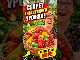 Успейте перцы подкормить в начале лета #огород #дача #сад #урожай #советыдачникам