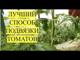 ЖАЛЕЮ, ЧТО РАНЬШЕ ТАК НЕ ДЕЛАЛА! ЛУЧШИЙ СПОСОБ ПОДВЯЗКИ ТОМАТОВ