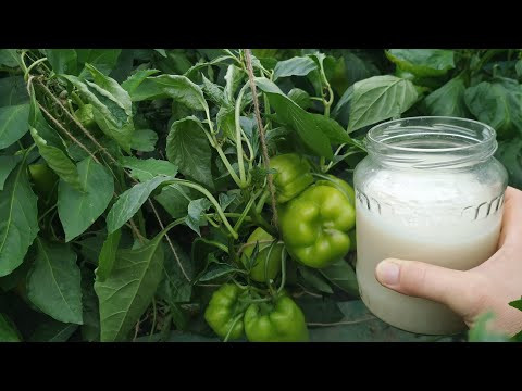 Не упустите момент! Вы еще успеете спасти перец! Болезни перца: фузариоз. Не упустите момент! Вы еще успеете спасти перец! Болезни перца: фузариоз.