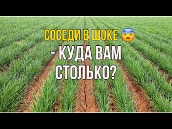 Тонкости посадки лука-севка в 2023 году !!! семенйые посиделки влог