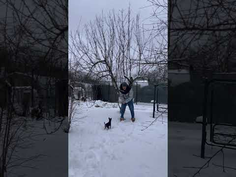 #christmas with my #puppy #shorts