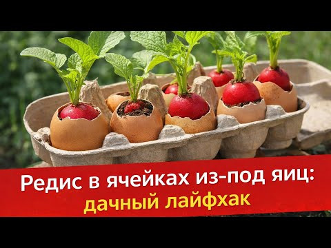 Сажаем РЕДИС в ячейки из-под яиц 