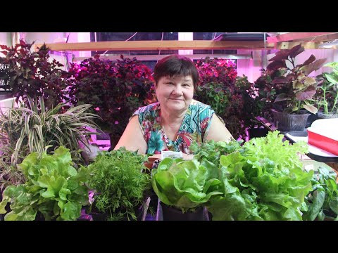 Быстрое выращивание зелени зимой в квартире! 100% результат! Быстро и вкусно Быстрое выращивание зелени зимой в квартире! 100% результат! Быстро и вкусно
