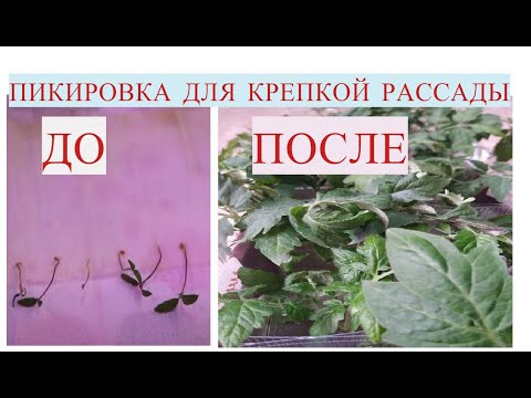 ПОСЛЕ ТАКОЙ ПИКИРОВКИ РАССАДА ТОМАТОВ КРЕПКАЯ И КОРЕНАСТАЯ ! Пикировка томатов. ПОСЛЕ ТАКОЙ ПИКИРОВКИ РАССАДА ТОМАТОВ КРЕПКАЯ И КОРЕНАСТАЯ ! Пикировка томатов.