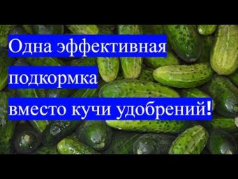 Одна подкормка вместо кучи удобрений и ОГУРЦЫ ЗАВАЛЯТ ВАС УРОЖАЕМ!