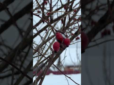 #ジブリ #snow #winter #shortvideo #shorts