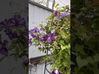 #asmr #flowers #villagelife #vlog