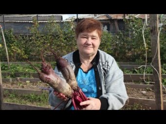 ПОЧЕМУ У МЕНЯ ВСЕГДА ОТЛИЧНЫЙ УРОЖАЙ СВЕКЛЫ.