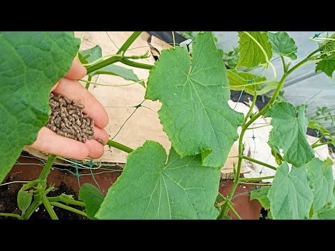 ПРОВЕРЕННАЯ ПОДКОРМКА для ОГУРЦОВ - УРОЖАЙ КАЖДЫЙ ГОД РАДУЕТ! Огурцы больше НЕ ПОДВЯЗЫВАЮ! ПРОВЕРЕННАЯ ПОДКОРМКА для ОГУРЦОВ - УРОЖАЙ КАЖДЫЙ ГОД РАДУЕТ! Огурцы больше НЕ ПОДВЯЗЫВАЮ!