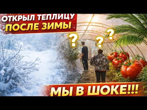 Пошли в теплицу после зимы… и обалдели Семейные посиделки Миняева Юлия Пошли в теплицу после зимы… и обалдели Семейные посиделки Миняева Юлия