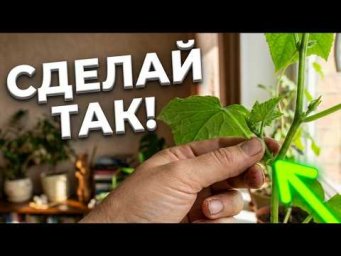 Мало кто знает: Прищипните именно этот пасынок, и домашние огурцы попрут!