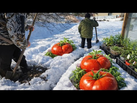 МЫ В ШОКЕ! Огород после зимы&hellip; что там творится?!