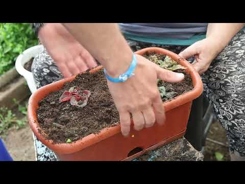 Сажаем цветы с мамой Наши #секреты и #лайфхаки / смех и разговоры по душам Сажаем цветы с мамой Наши #секреты и #лайфхаки / смех и разговоры по душам