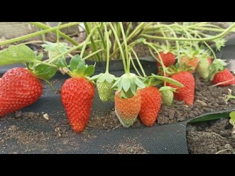 УЖЕ ОБЪЕЛИСЬ СВОЕЙ КЛУБНИКОЙ! СЕКРЕТЫ ДЛЯ РАННЕГО УРОЖАЯ КЛУБНИКИ, цветет клубника чем подкормить