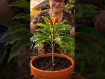 I Planted a Mango&hellip; Look What Happened! 