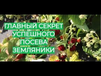 Мой главный секрет успешного посева земляники.