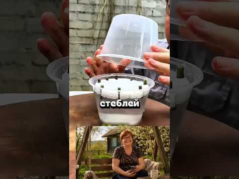 ЗАЧЕМ КИТАЕЦ РУБИТ ЦВЕТЫ? #дача #сад #огород