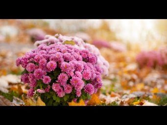 Семейные посиделки , как сохранить цветы осенью . Юлия Миняева