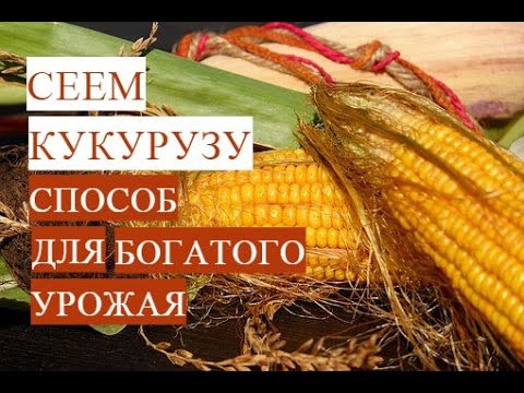 Посадка Кукурузы. Проверенный Способ для Богатого Урожая. Посадка Кукурузы. Проверенный Способ для Богатого Урожая.