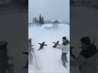 Winter in Russia #shorts