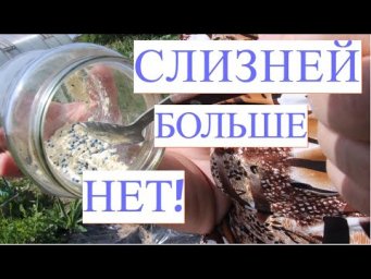 СЛИЗНЕЙ БОЛЬШЕ НЕТ! СЛИЗНИ КАК БОРОТЬСЯ. ПРОВЕРЕННЫЙ РЕЦЕПТ!