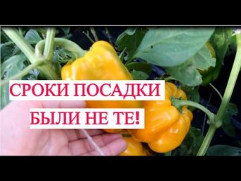 СРОКИ ПОСАДКИ ПЕРЦА И КЛУБНИКИ БЫЛИ НЕ ТЕ! Если вы еще не посеяли &mdash; срочно смотрите новые даты.