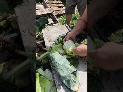 ASMR Cabbage Harvest &ndash; Only Nature Sounds #shorts