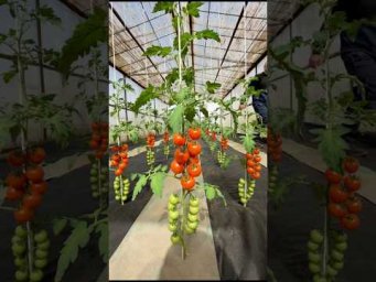 Preparing Our Greenhouse for Tomato Season #villagelife #tomato #shorts