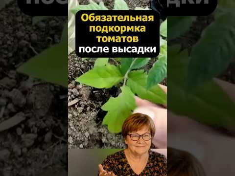 Обязательная подкормка томатов после высадки #огород #дача #сад #урожай #советыдачникам Обязательная подкормка томатов после высадки #огород #дача #сад #урожай #советыдачникам