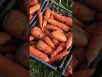 Наш урожай моркови #огород #shorts #дача